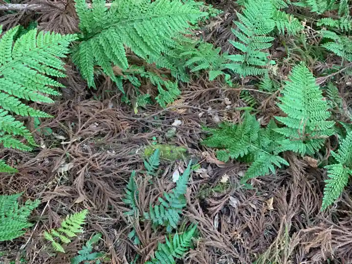 浅間神社の自然