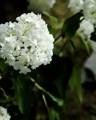 妙法寺(金色不動尊)(茨城県)