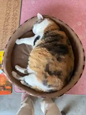 賀茂別雷神社(栃木県)