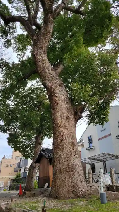 熊野三社の{uncategorized: "未分類", other: "その他", undefined: "問題あり", building: "その他建物", grave: "お墓", sacred_gate: "鳥居", guardian: "狛犬", statue: "像", buddha: "仏像", history: "歴史", nature: "自然", garden: "庭園", animal: "動物", pagoda: "塔", temizu: "手水舎", mountain_gate: "山門・神門", sanctuary: "本殿・本堂", subordinate: "末社・摂社", art: "芸術", scenery: "景色", jizo: "地蔵", ema: "絵馬", goshuin: "御朱印", omikuji: "おみくじ", items: "授与品その他", amulet: "お守り", goshuincho: "御朱印帳", eats: "食事", festival: "お祭り", votive_dance: "神楽", shichigosan: "七五三参", wedding: "結婚式", experience: "体験その他", initially: "初詣", around: "周辺", anti_infection: "感染症対策"}