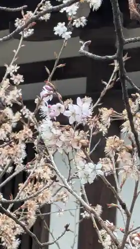 平野神社(京都府)