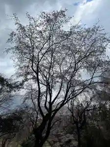 大宮温泉神社の自然(2023年03月30日(木) 11時03分06秒投稿)