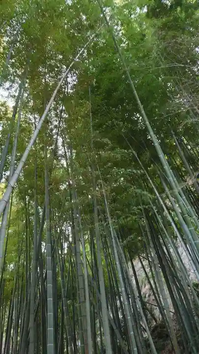 報国寺(神奈川県)