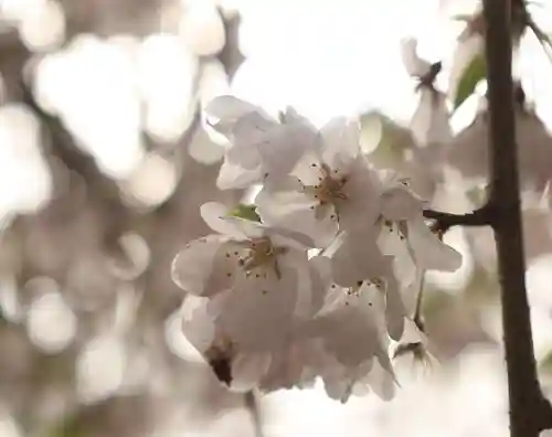 水無瀬神宮(大阪府)