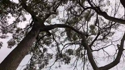高忍日賣神社(愛媛県)