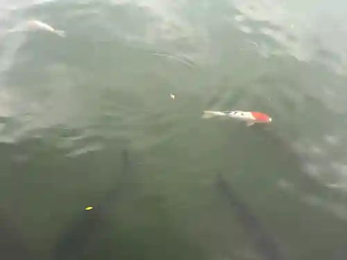 八大龍王総本殿(岐阜県)