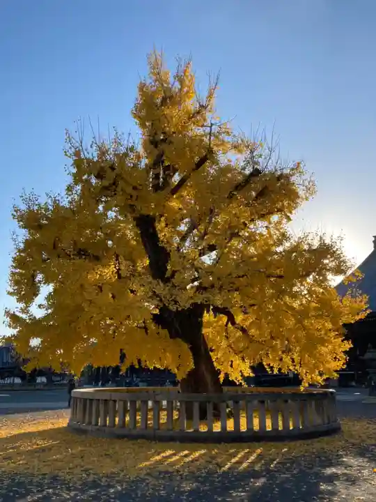 本願寺(西本願寺)の自然