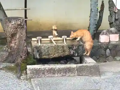 御寺 泉涌寺の手水舎