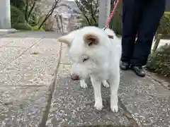 宗忠神社の動物