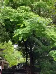 大山祇神社の自然