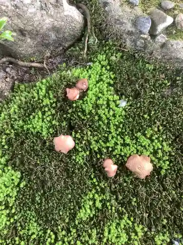 若宮神明社の自然