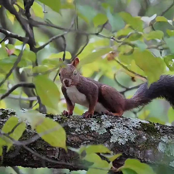 美幌神社(北海道)