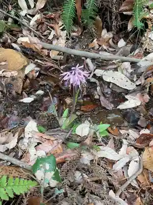 尾張冨士大宮浅間神社(愛知県)