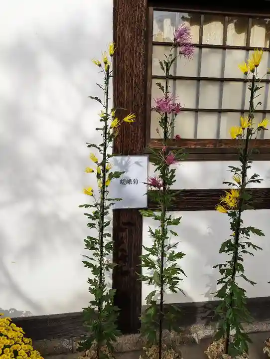 鹿王院(京都府)