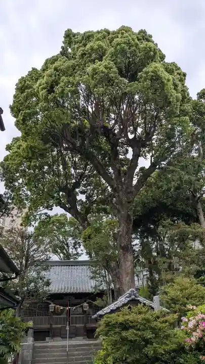 宮地嶽神社の自然