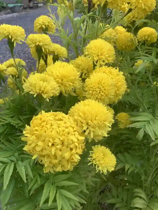 佐倉宗吾大明神の自然