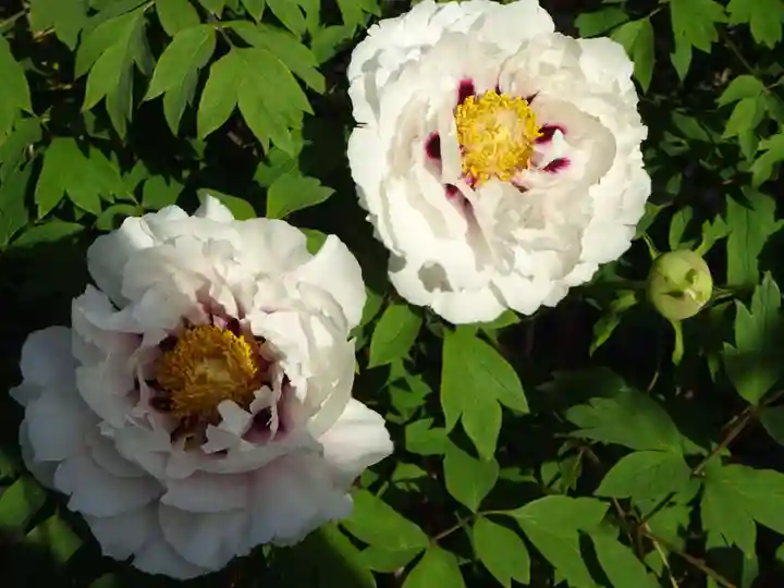 牡丹稲荷神社の自然