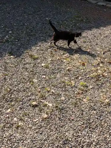 八幡社（柏井町）の動物