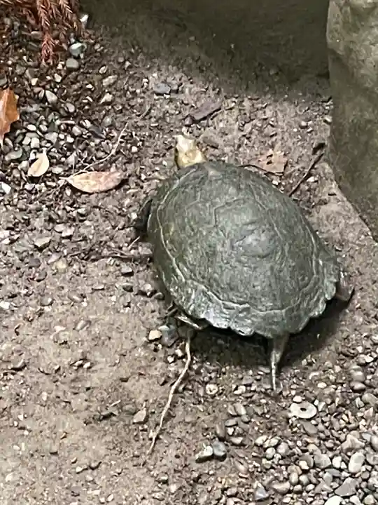 伊勢神宮外宮(豊受大神宮)(三重県)