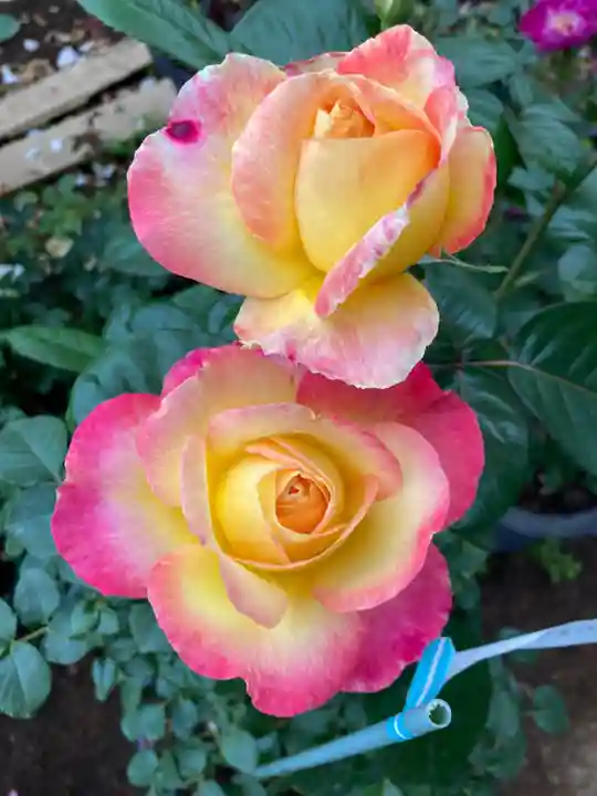 艫神社(茨城県)