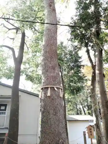 金ヶ作熊野神社の自然