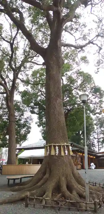 星川杉山神社の自然