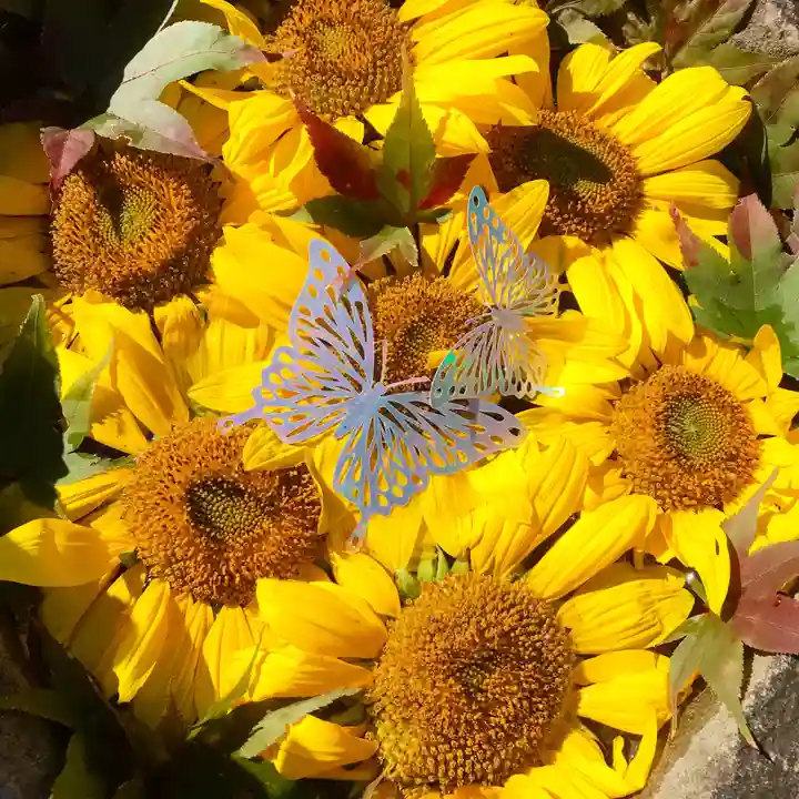 真言宗 善通寺派 薬王寺(香川県)