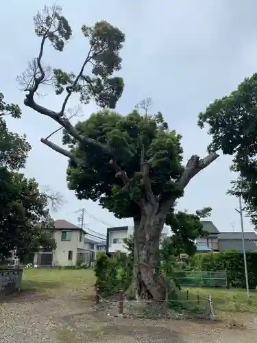 田中神社の自然