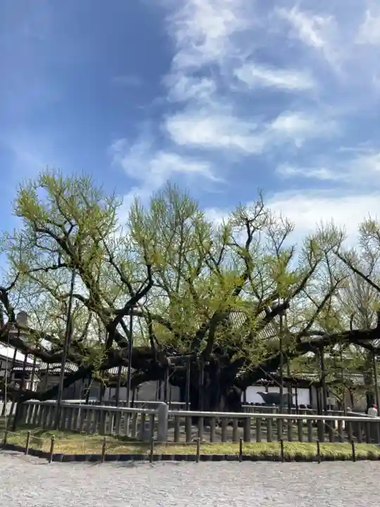 本願寺(西本願寺)の自然