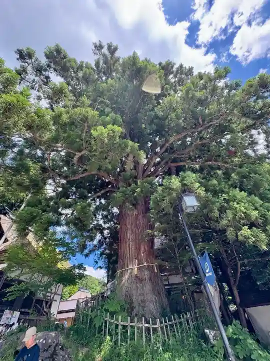 戸隠神社中社(長野県)