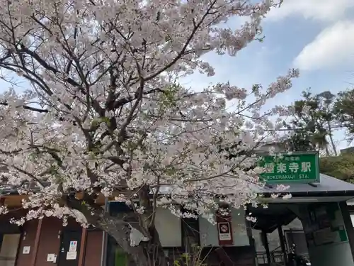 極楽寺（霊鷲山感應院極楽律寺）の自然