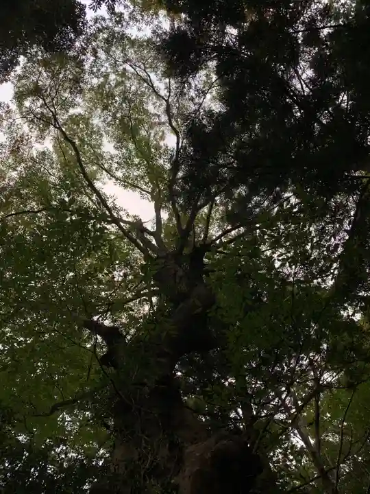 春日神社の自然