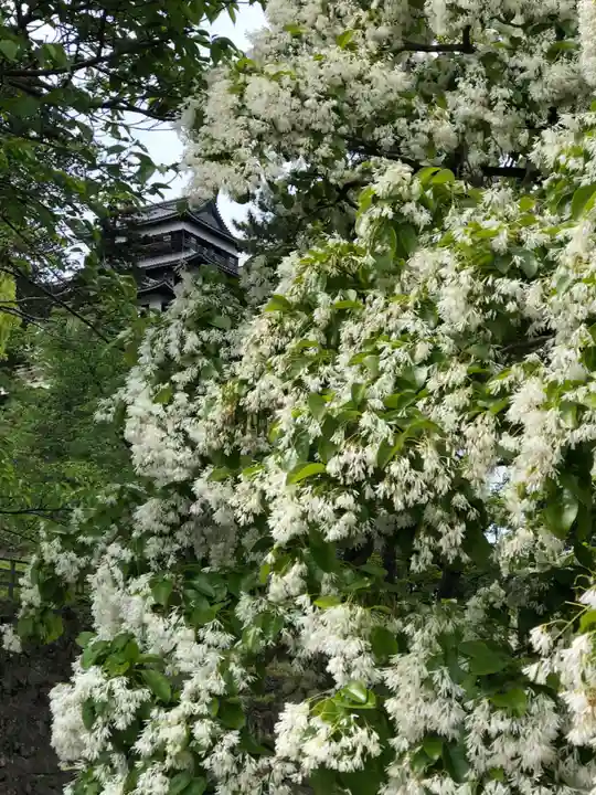 松江神社の自然
