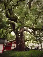 春日神社の建物その他