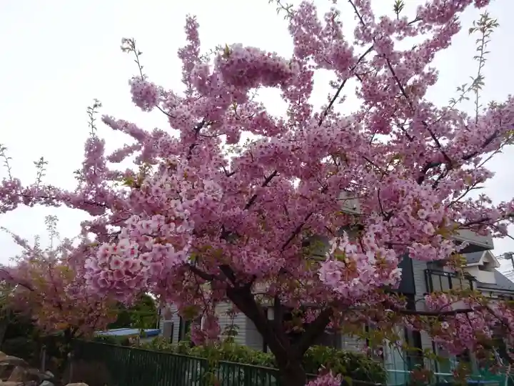 大本山高林寺の自然