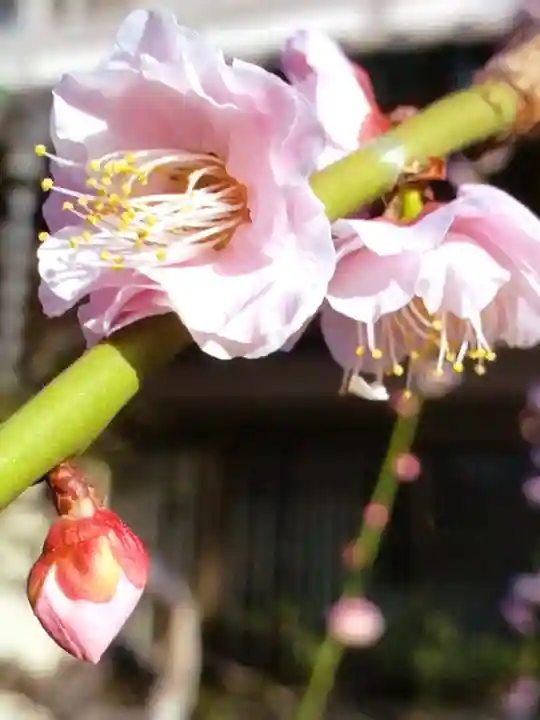 圓照寺(東京都)