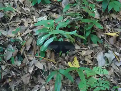 宇佐神宮(大分県)