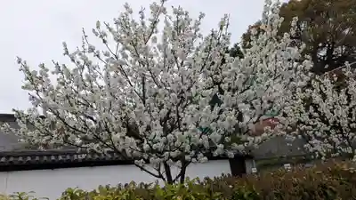 知恩院(京都府)