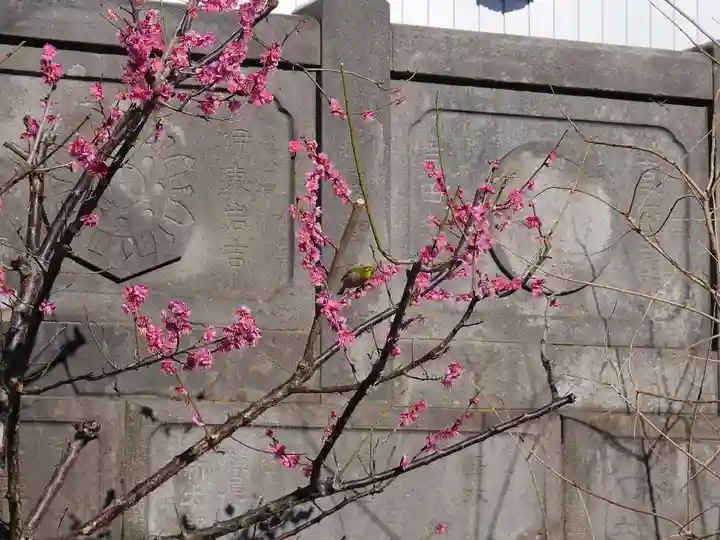 成田山深川不動堂(新勝寺東京別院)の自然