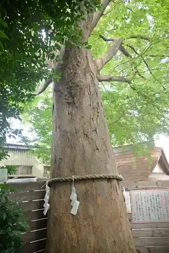 鎮守氷川神社の自然