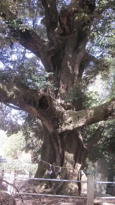 月讀神社(茨城県)