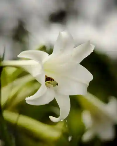 慈光寺(弓田ポックリ不動尊)(茨城県)