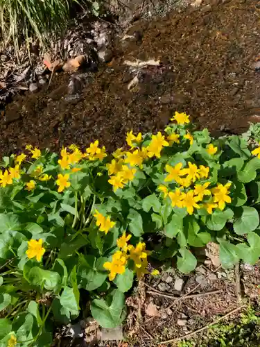 戸隠神社奥社の自然