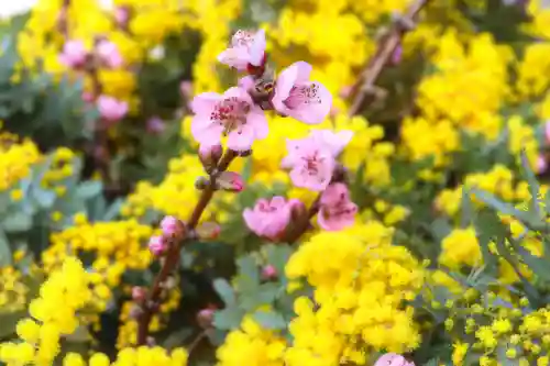 三津厳島神社の自然