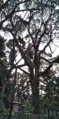 原田神社の自然