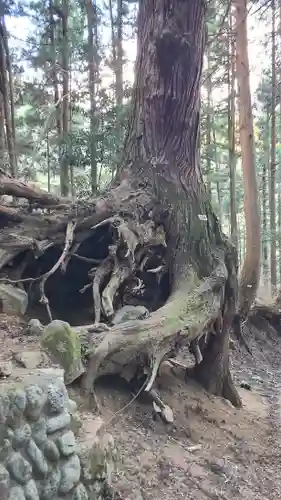 武蔵御嶽神社の自然