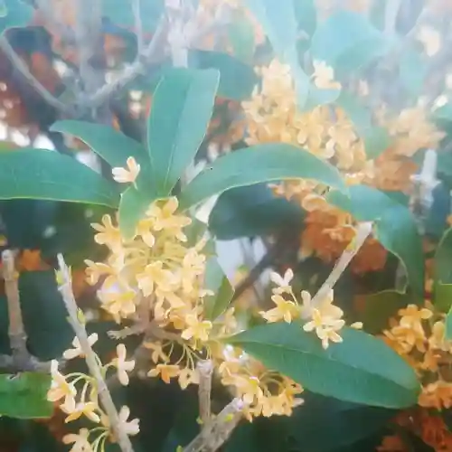 猿田彦神社の自然