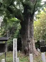 芝東照宮の自然