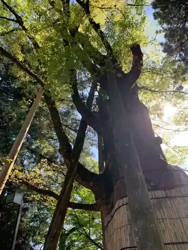 白山比咩神社の自然