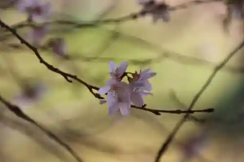 高木神社の自然